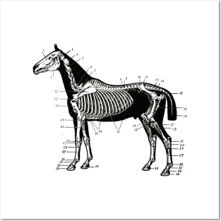 Horse Skeleton Drawing Posters and Art